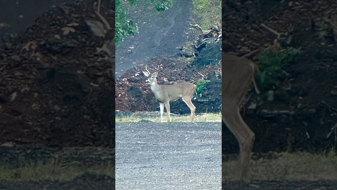 Oh boy 🦌🇺🇸