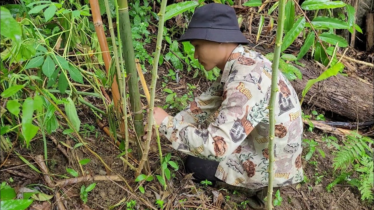 Today he went into the forest to get trees to make nests for his hens to lay eggs.