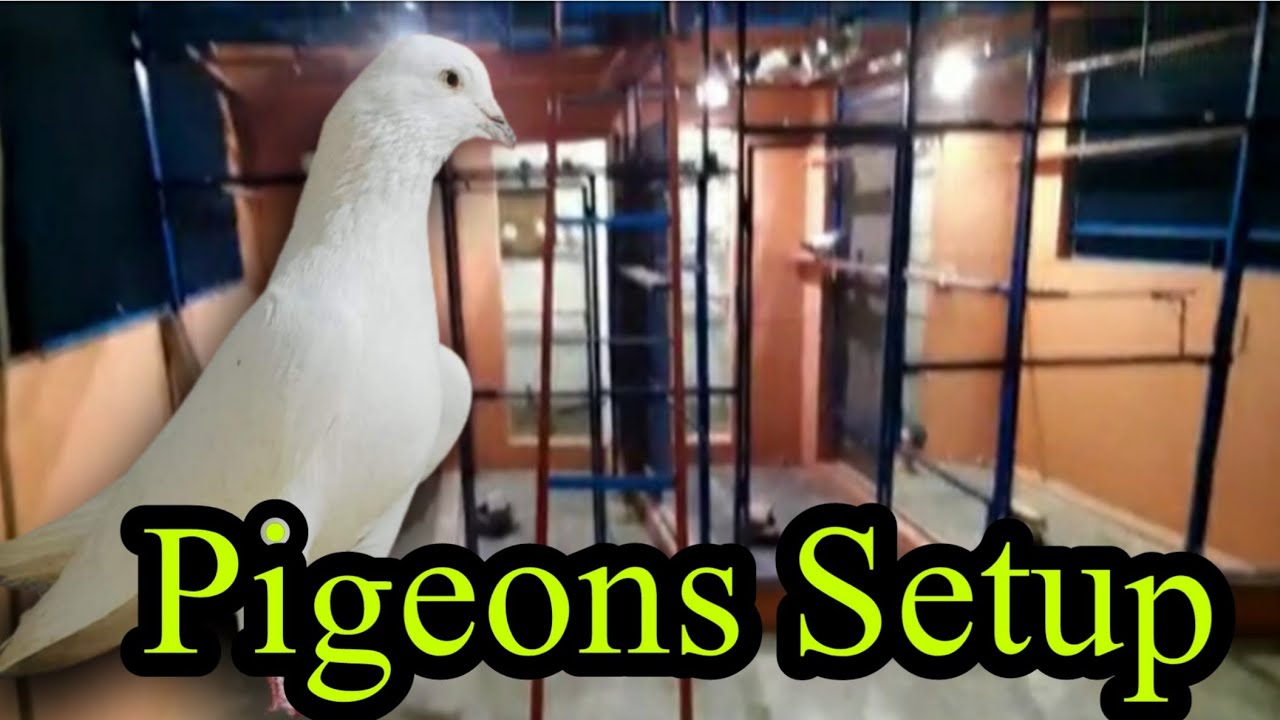 Biggest pigeon loft || New big Setup for pigeons || Pigeons Roy