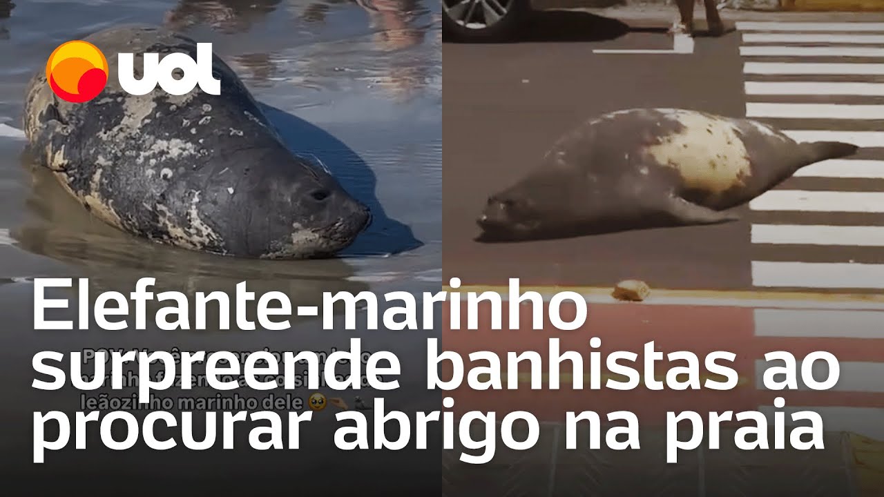 Elefante-marinho surpreende banhistas ao procurar abrigo na praia em Tramanda&iacute; (RS)