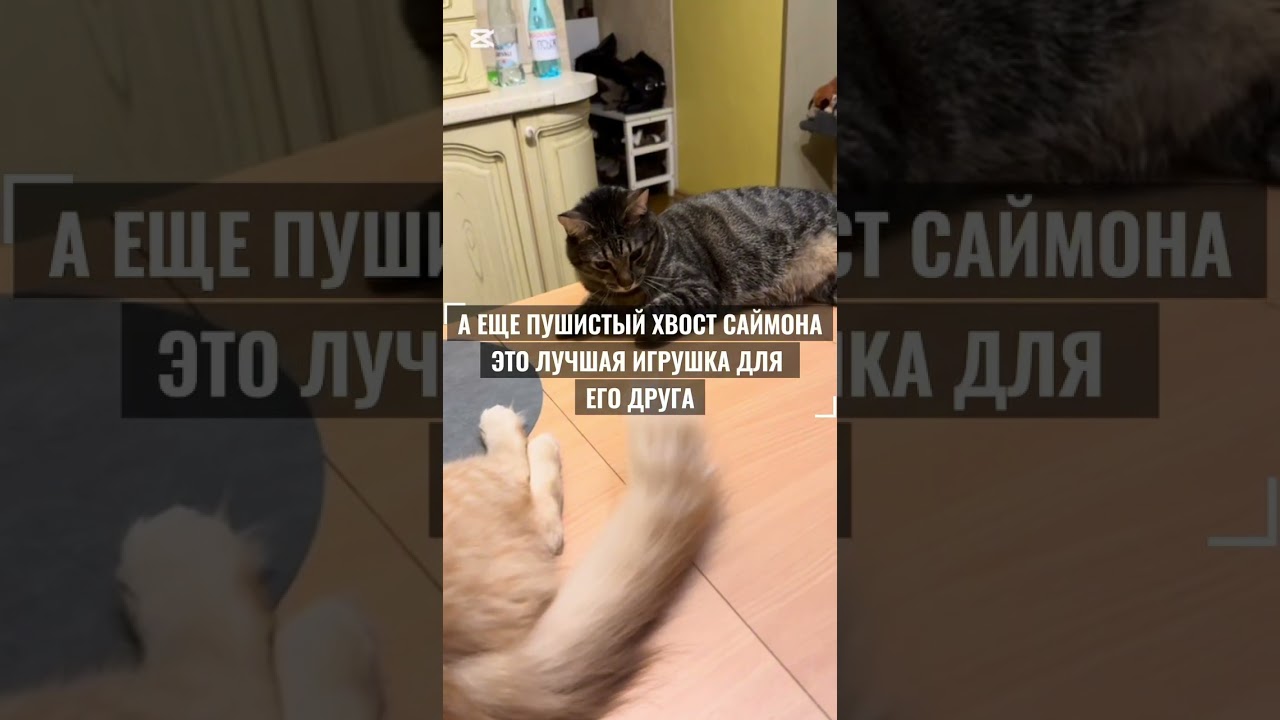 Жизнь слепого котенка Саймона