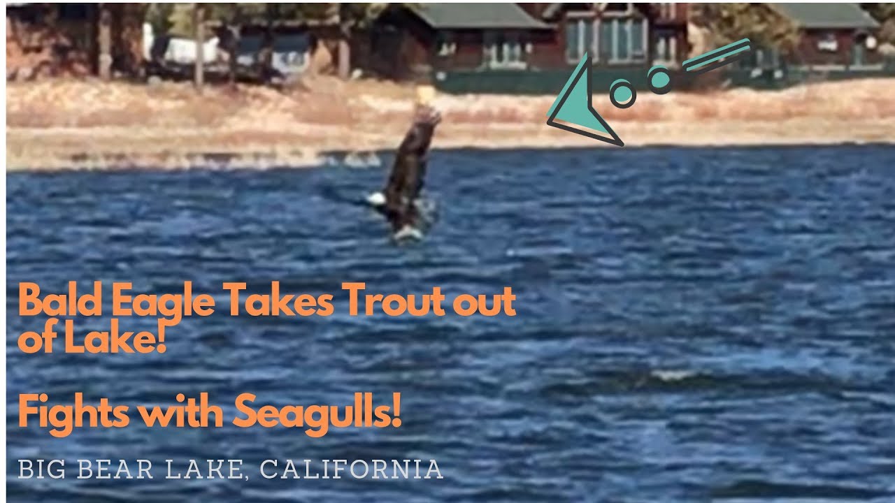 JACKIE or SHADOW snatches TROUT out Big Bear Lake, CA ||  Famous Eagles  ||  Battle With Gulls