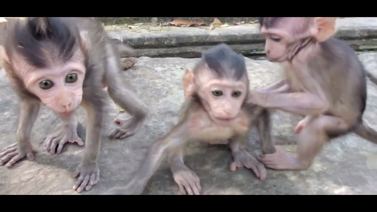 #fanny monkey #animals #babymonkey #lovely #cute #love #monkey #cute baby monkey #loveyou#lovemonkey