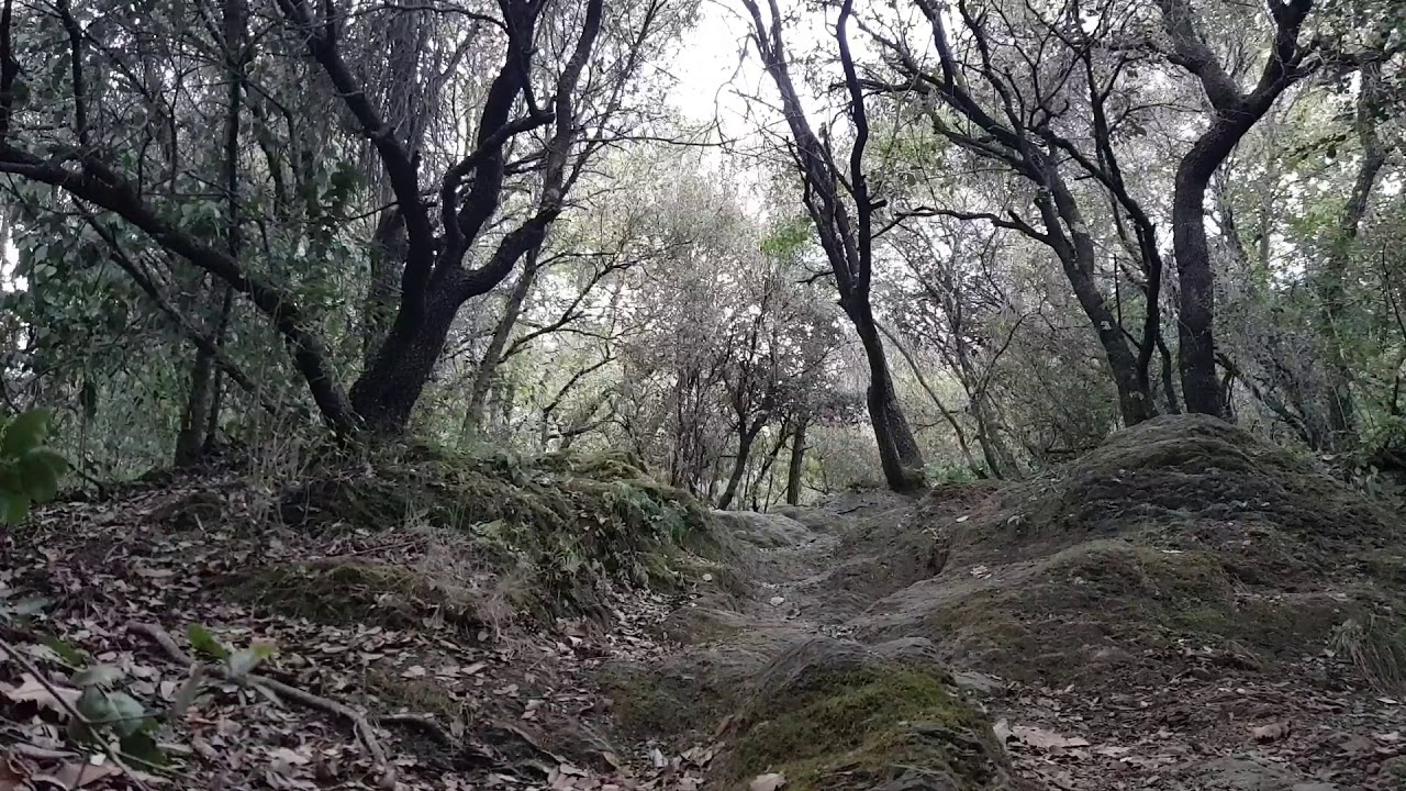 Oso Blanco...versi&oacute;n de Oscar Esteban