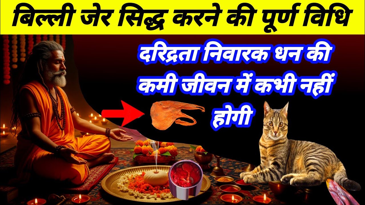 बिल्ली की जेर सिद्ध करने की विधि | किस्मत पलटेगी धन की कमी कभी नहीं होगी | सर्व सम्मोहन धन आकर्षण 