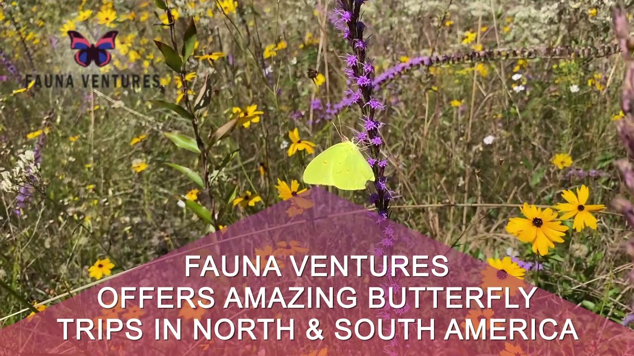 Butterfly Conservation: North and South America Butterfly Tours