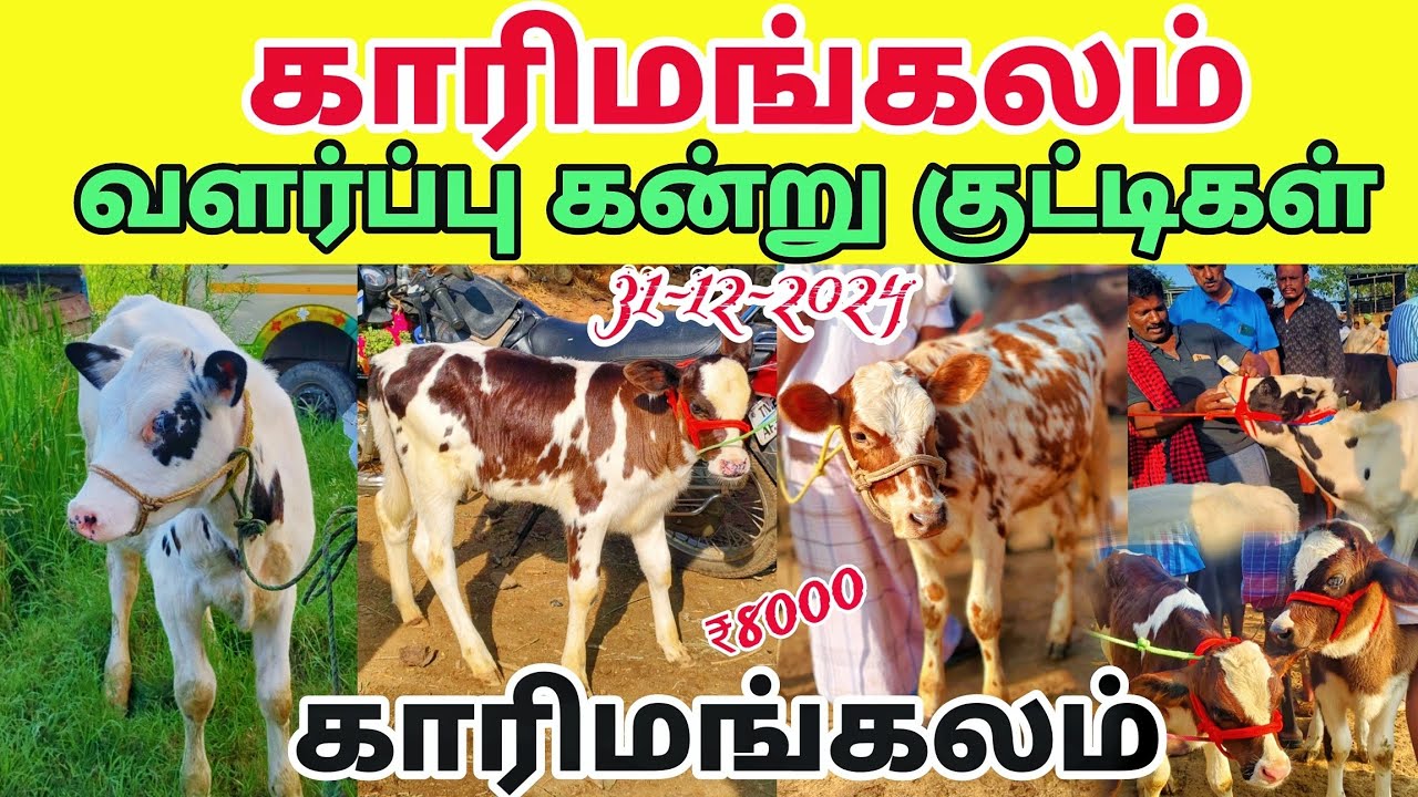 31-12-2024 வளர்ப்பு கன்று குட்டிகள் விற்பனை 🥰 காரிமங்கலம் மாட்டு சந்தை 🥰 cow market karimangalam
