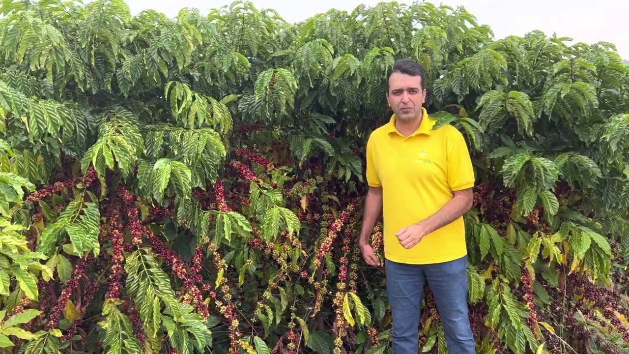 Café Conilon em Minas Gerais - Mutum !