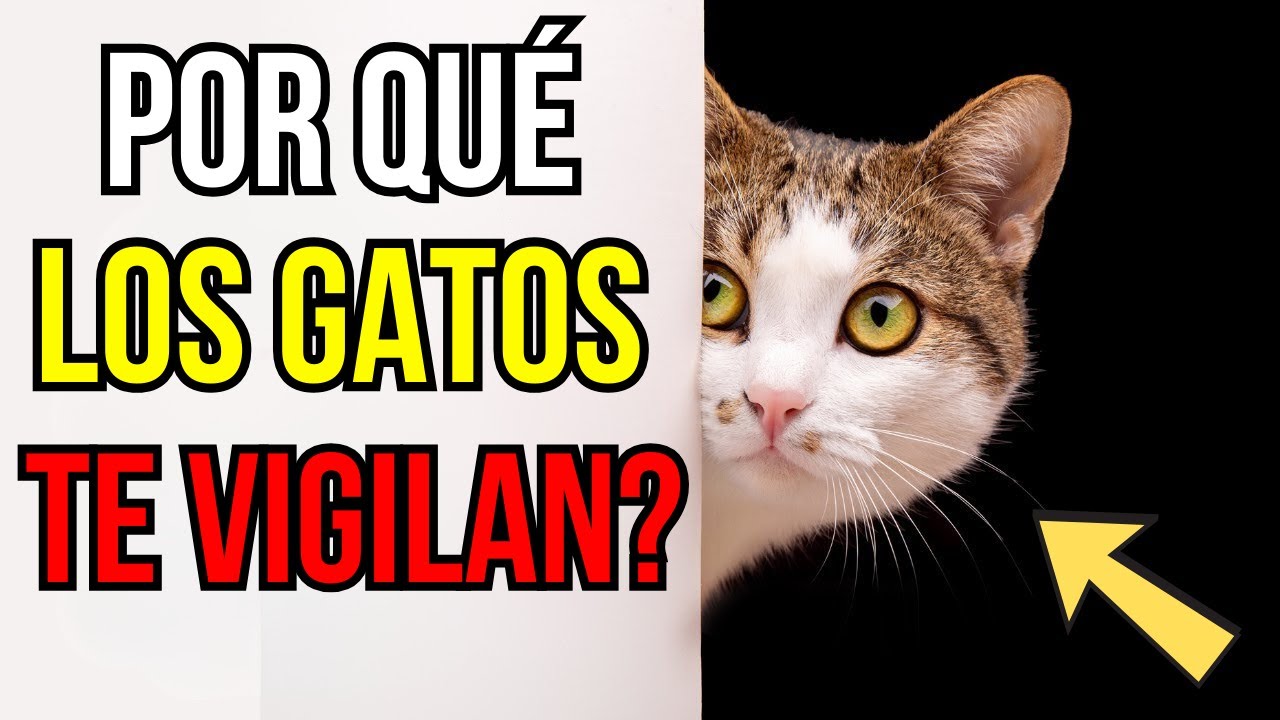 ¿Por qué tu gato te vigila todo el tiempo?