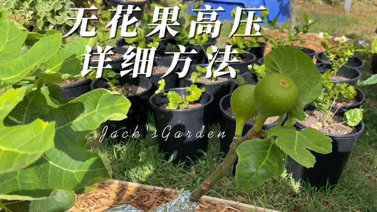 无花果高压详细方法 黑热那亚无花果真土高压操作步骤 高压包欣赏及入盆