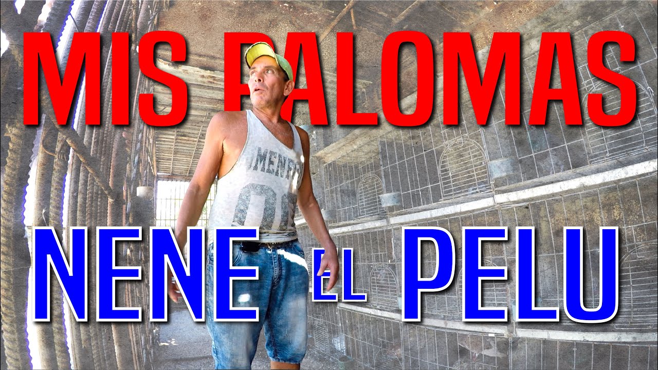 PALOMAR de NENE EL PELU. UN PALOMERO RECONOCIDO.