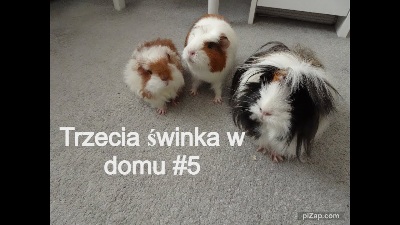 Łączenie trzech świnek morskich🐷🐷🐷