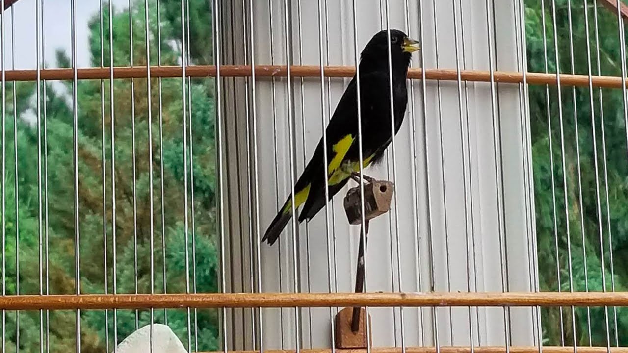 Pintassilgo-negro Cantando Muito (Black Siskin )(Carduelis atrata) Proprietário Luis Neto!