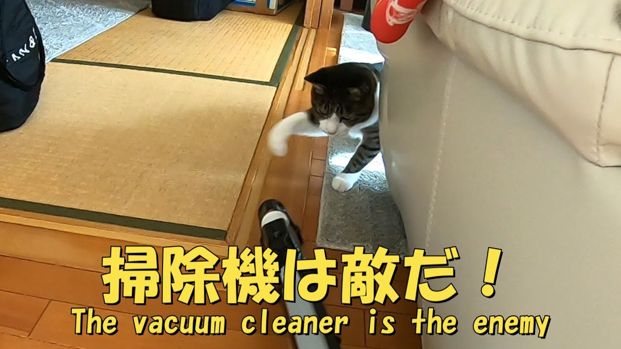 小さい掃除機だと攻撃してくる猫　大きな掃除機だと？？　暴れ猫/保護猫ハナ♂