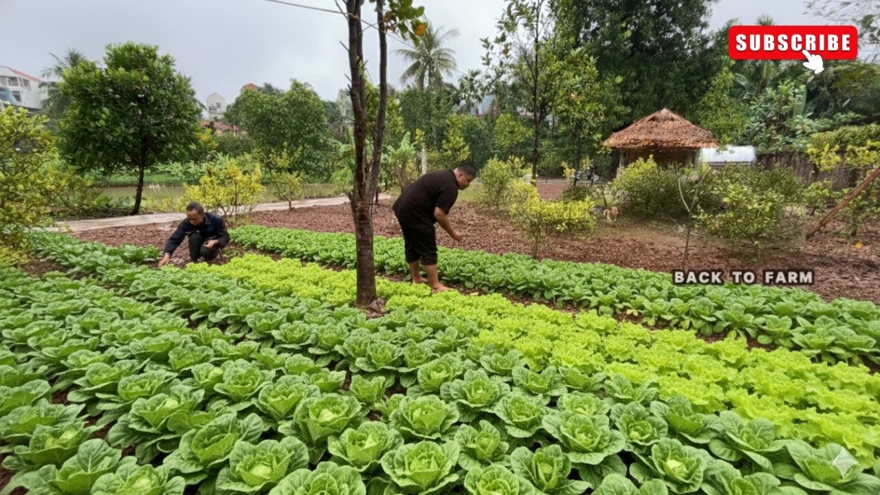 CEO Quits City Life: Building an Organic Farm to Grow HEALTHY Superfoods!