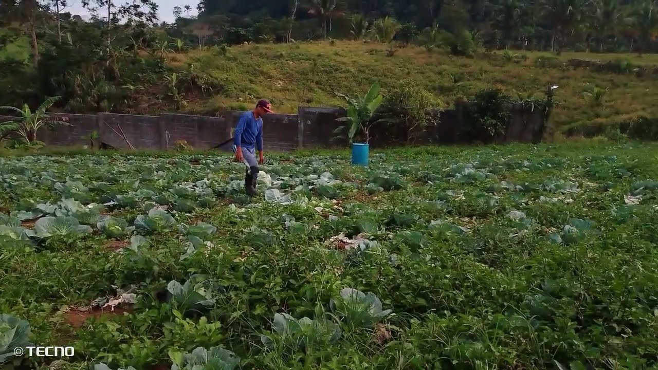 harvest time ,repolyo @Dolores Quezon 