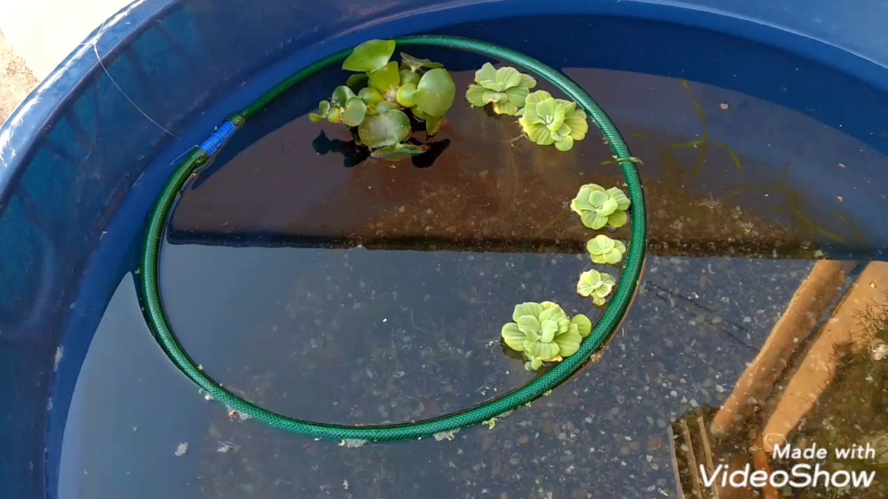 Criação de peixes em caixa d'água sem equipamentos elétricos.