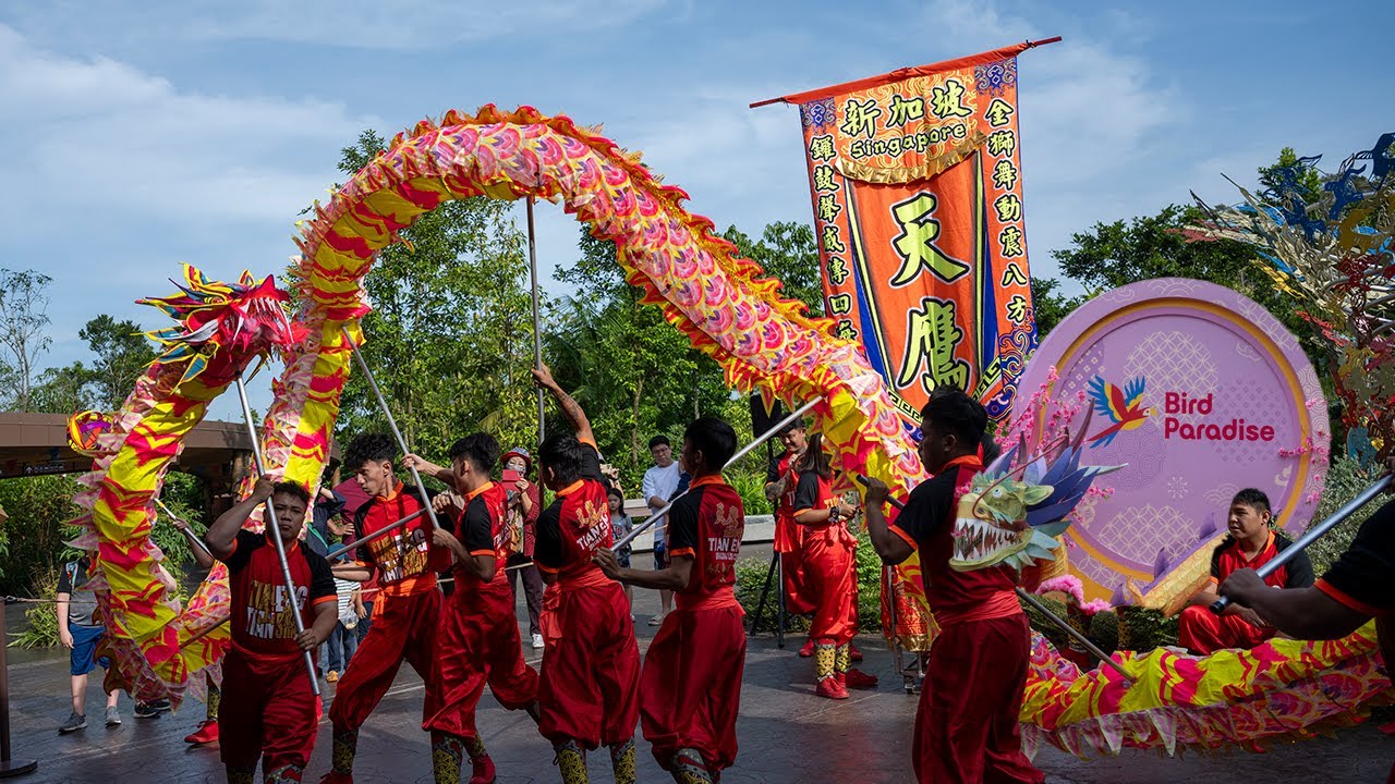 Witness the Mesmerizing Bird Paradise Dragon Dance