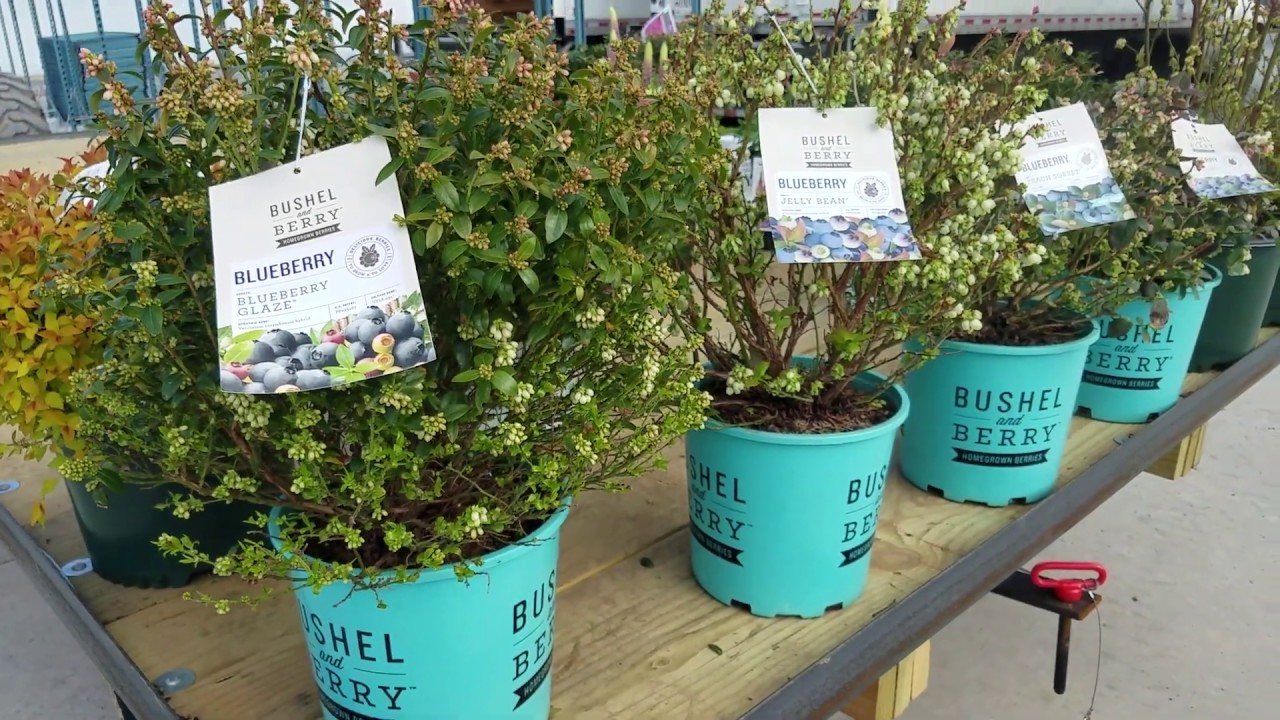 BLUEBERRIES - Bushel and Berry® // BEAUTIFUL, COMPACT💜 & bumper crops of delicious, healthy berries!