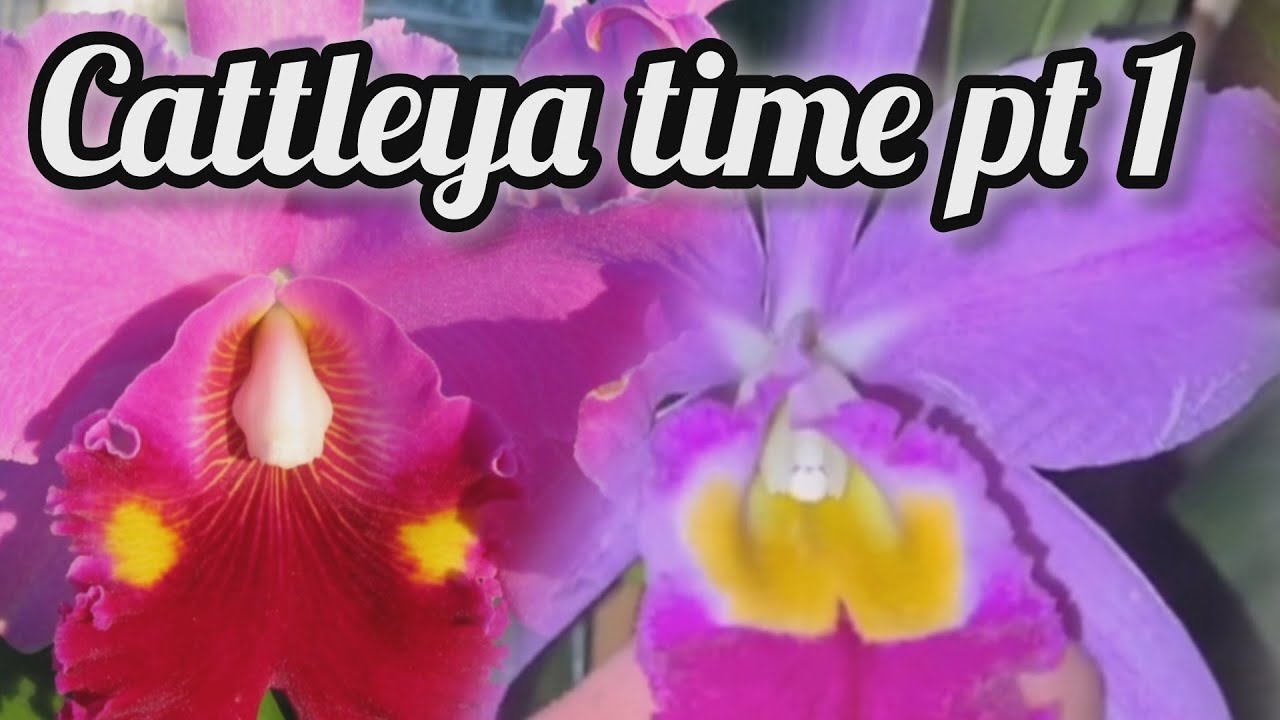 CATTLEYA ORCHID TIME -  Stubborn ones -  bloom-willing ones - cattleya  blooms/buds  PT1/2