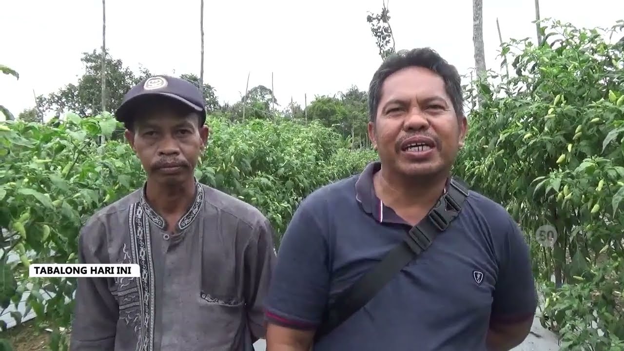 Terapkan Tanam Tumpang Sari, Petani Cabai di Tabalong Berhasil Lipatgandakan Pendapatan