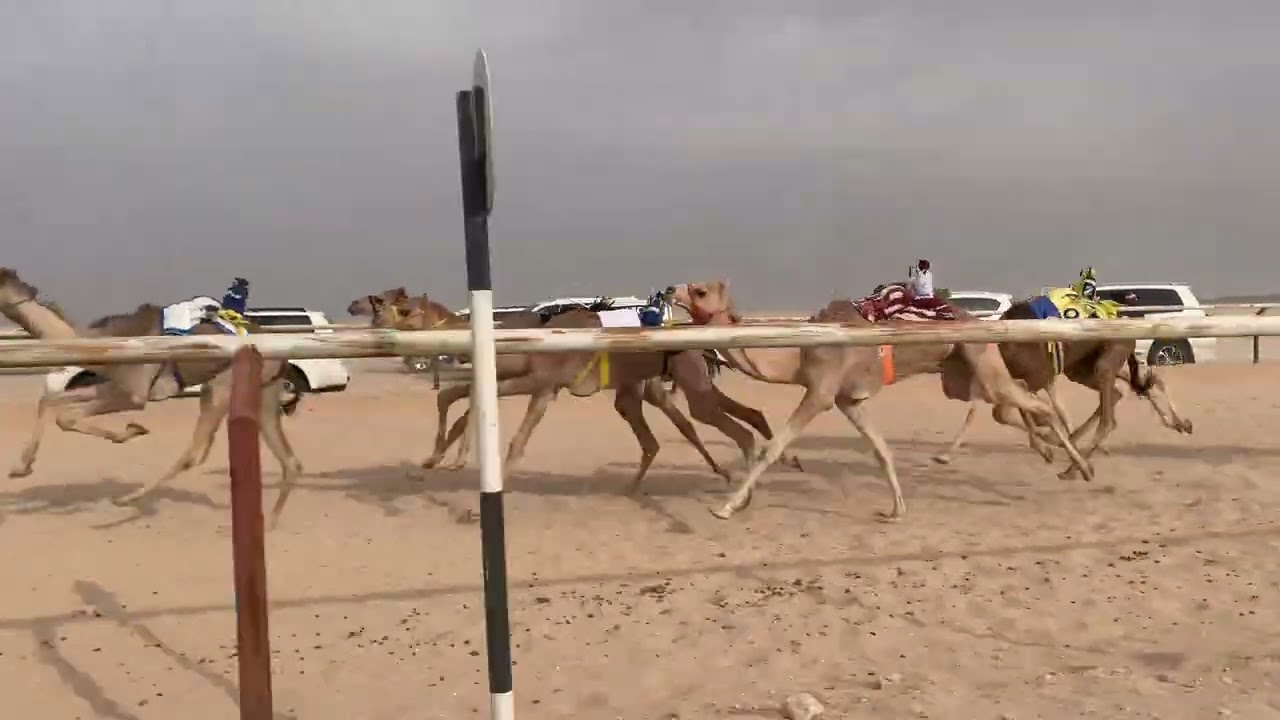 الشوط 6 الذيب / محمد علي الارنب 
