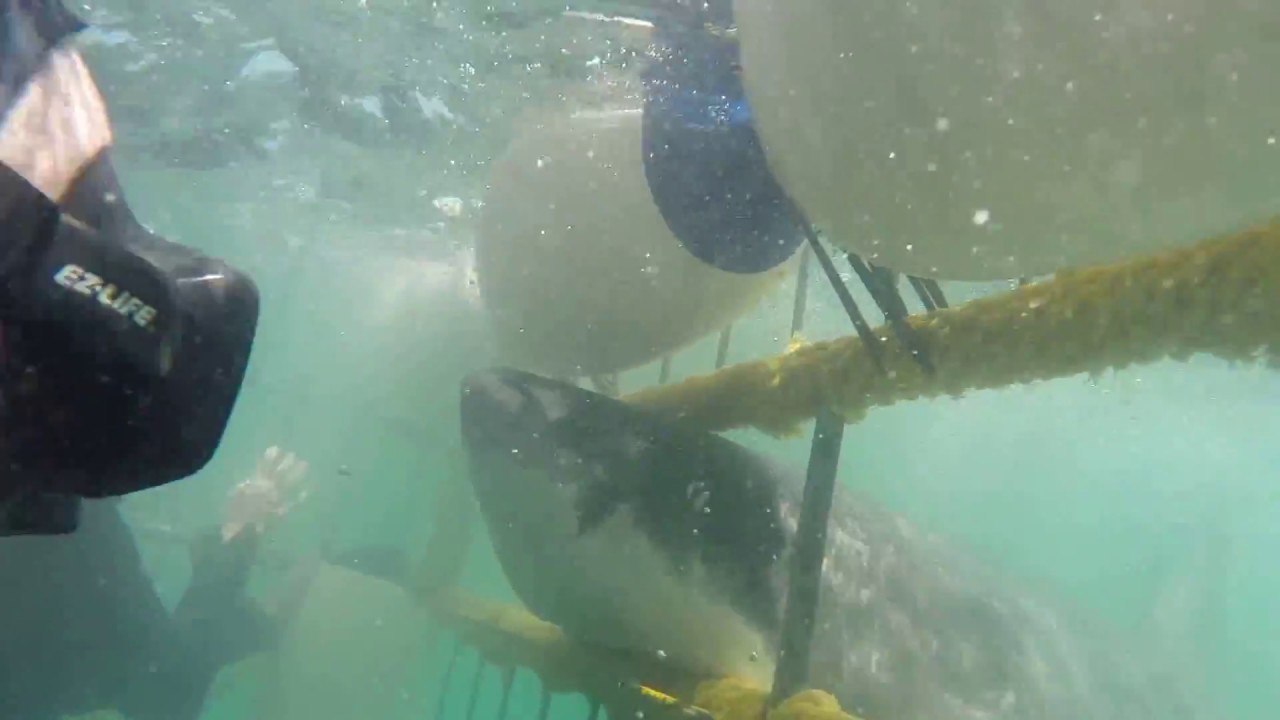 White Shark Attack - Cage Diving - Gansbaai, South Africa