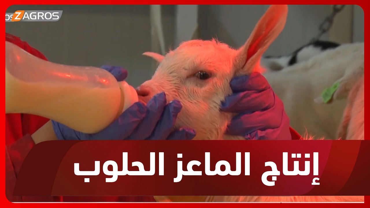 حلبجة..   جهود حثيثة لتحسين إنتاج الماعز الحلوب عن طريق التلقيح الاصطناعي