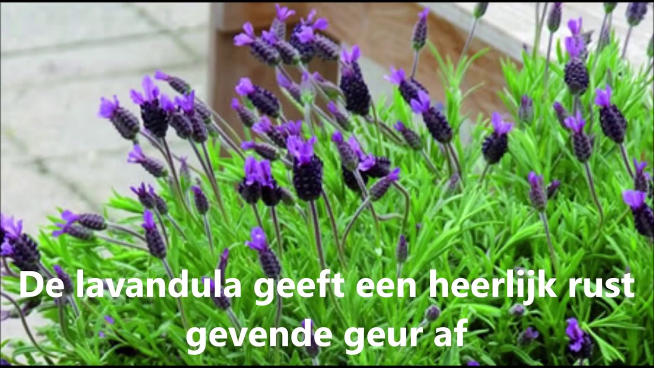 lavendula tips
