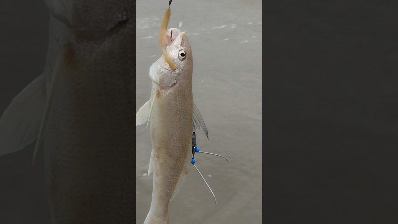 ESSA &Eacute; A MELHOR ISCA PARA PAPA-TERRA? #pescaria #pescador #pescanomar #papatera #peixe #mar #pesca