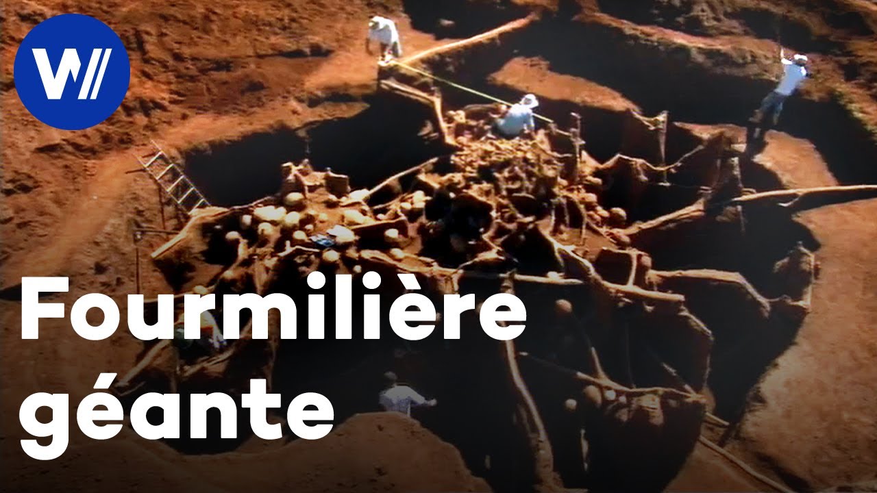 Excavation d'une fourmilière souterraine géante au Brésil | Merveilles de la nature