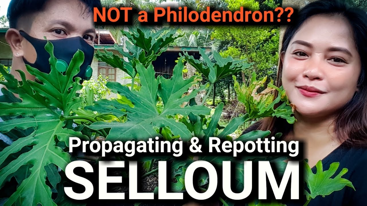 СЕЛЛОУМ | РАЗМНОЖЕНИЕ И ПЕРЕСАДКА | СОВЕТЫ И ФАКТЫ