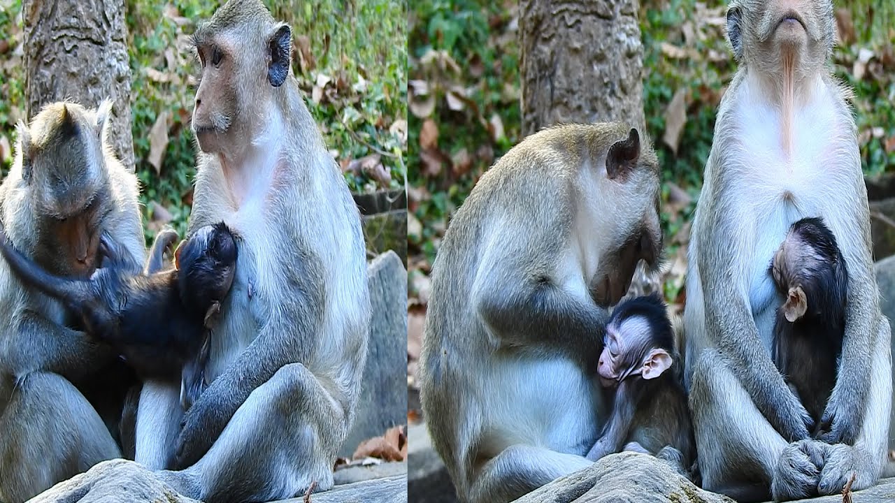 when Vicky wants to take Jiva from Jazzy, and Jazzy too strong to hold her baby, Vicky to drinks her