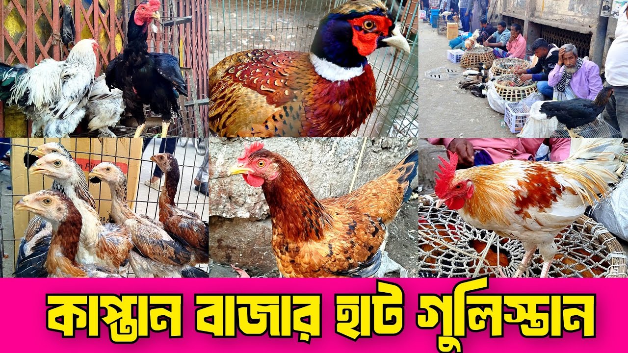১৯-১২-২৫. কাপ্তান বাজার হাট। গুলিস্তান হাট। ফেন্সি মোরগ মুরগির হাট। Kaptan bazar hat.gulistan hat.