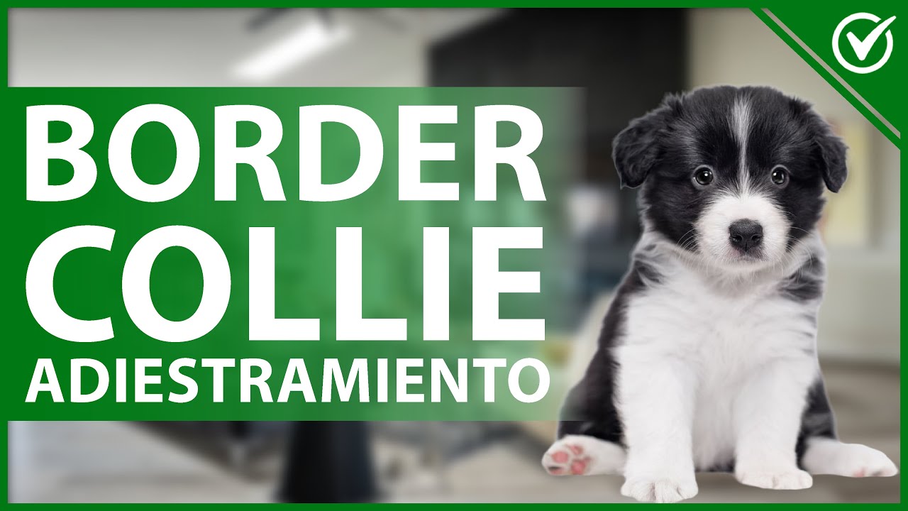 🐕 Cómo Entrenar a un Border Collie - Adiestramiento para Cachorros y Adultos ⚾️🐕
