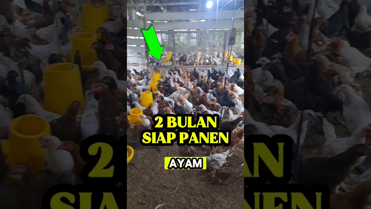 MENYENANGKAN PELIHARA AYAM JOPER