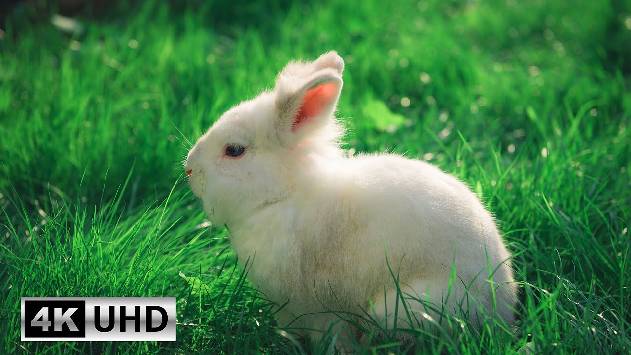 Bunny Therapy: Relaxing Piano Music and Sweet Rabbit Moments | 4K Videos