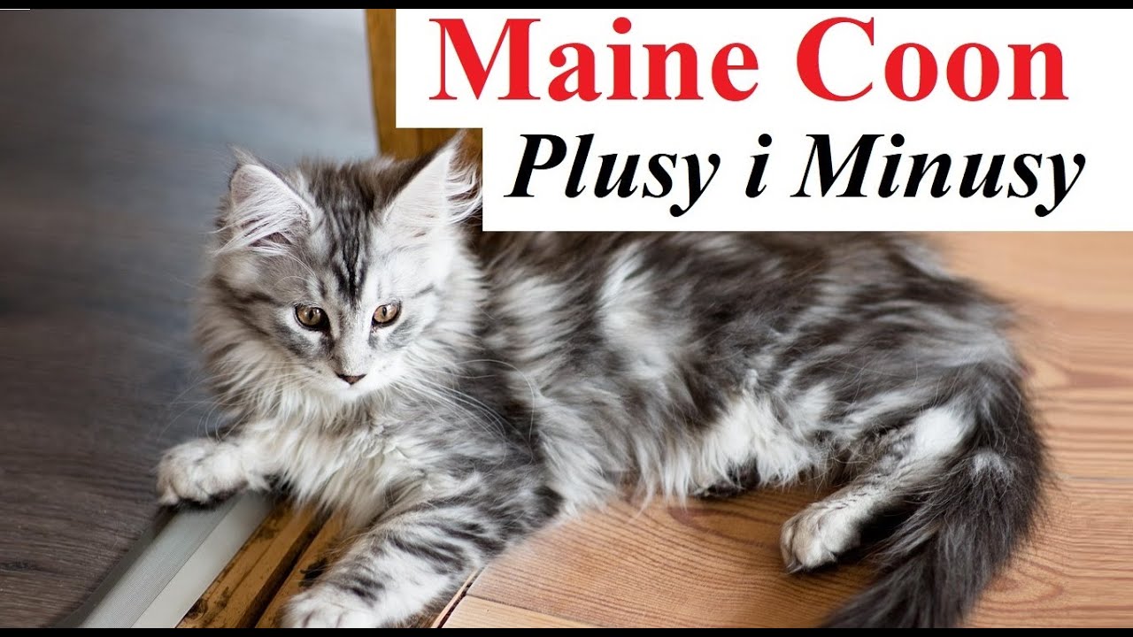 Maine Coon - Plusy i Minusy