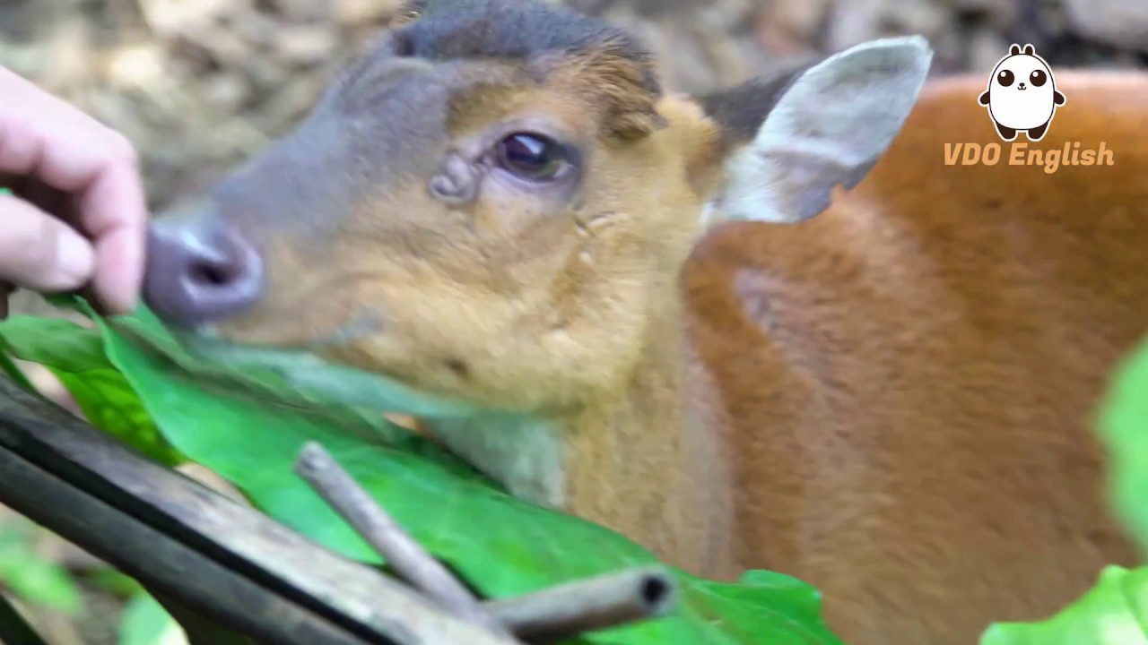 Kadoorie Farm and Botanic Garden - Part Two Fauna - Seeing Sights EP03