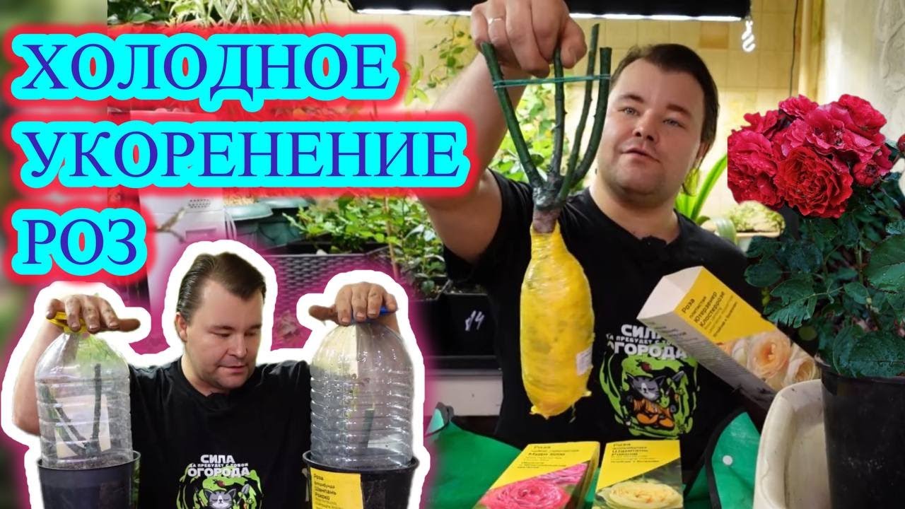 ХОЛОДНОЕ УКОРЕНЕНИЕ РОЗ или как сохранить саженцы из коробки до высадки в открытый грунт.