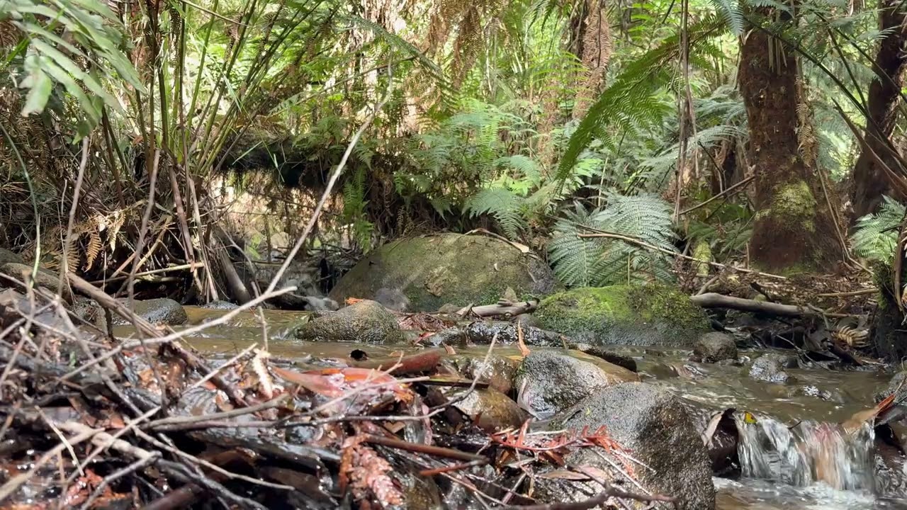 60 Seconds With Nature 🌿| Peaceful Creek Flowing Down the Mountain Of La La Falls Walking Track 🤍✨