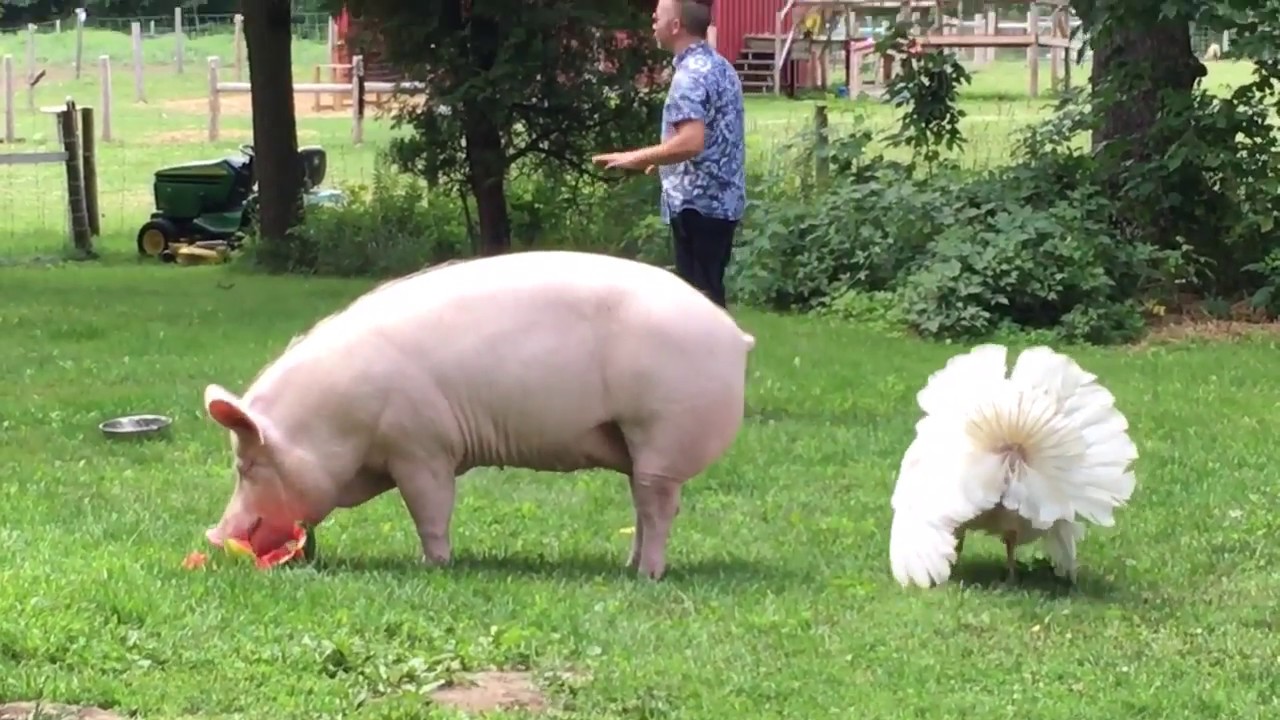 Esther The Wonder Pig - 29th July 2018