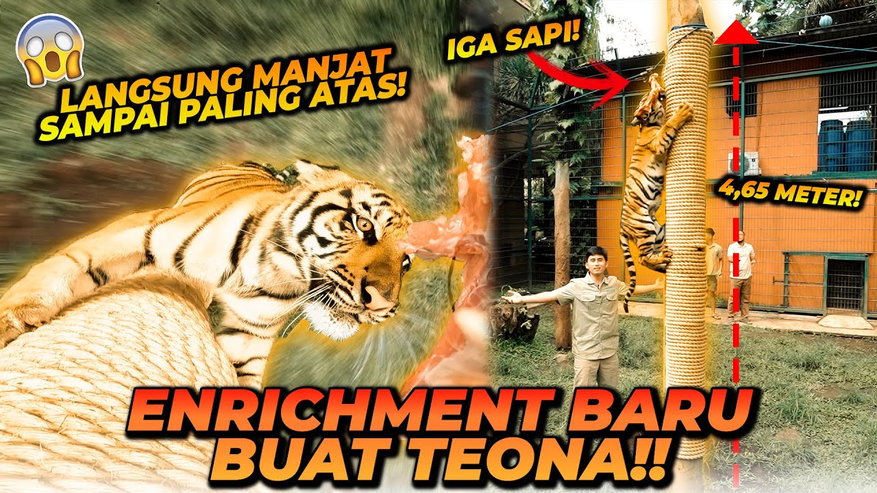 TEONA SI ANAK HARIMAU UMUR 7 BULAN BISA MANJAT BATANG POHON SETINGGI 5 METER ?!
