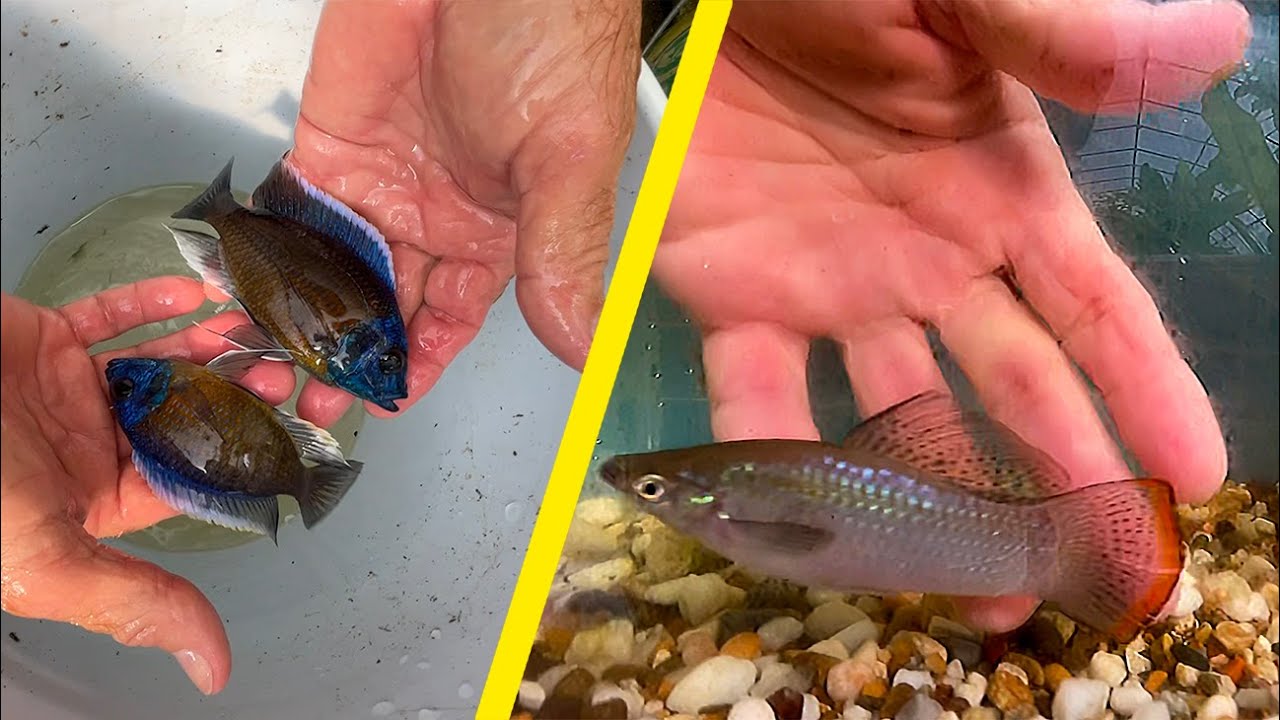 Breeder Selection ••• Copadichromis borleyi & Giant Liberty Molly •••