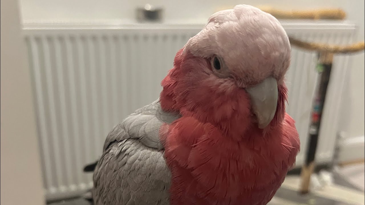 Mili the Galah is live, Thanks for joining the Live🤗