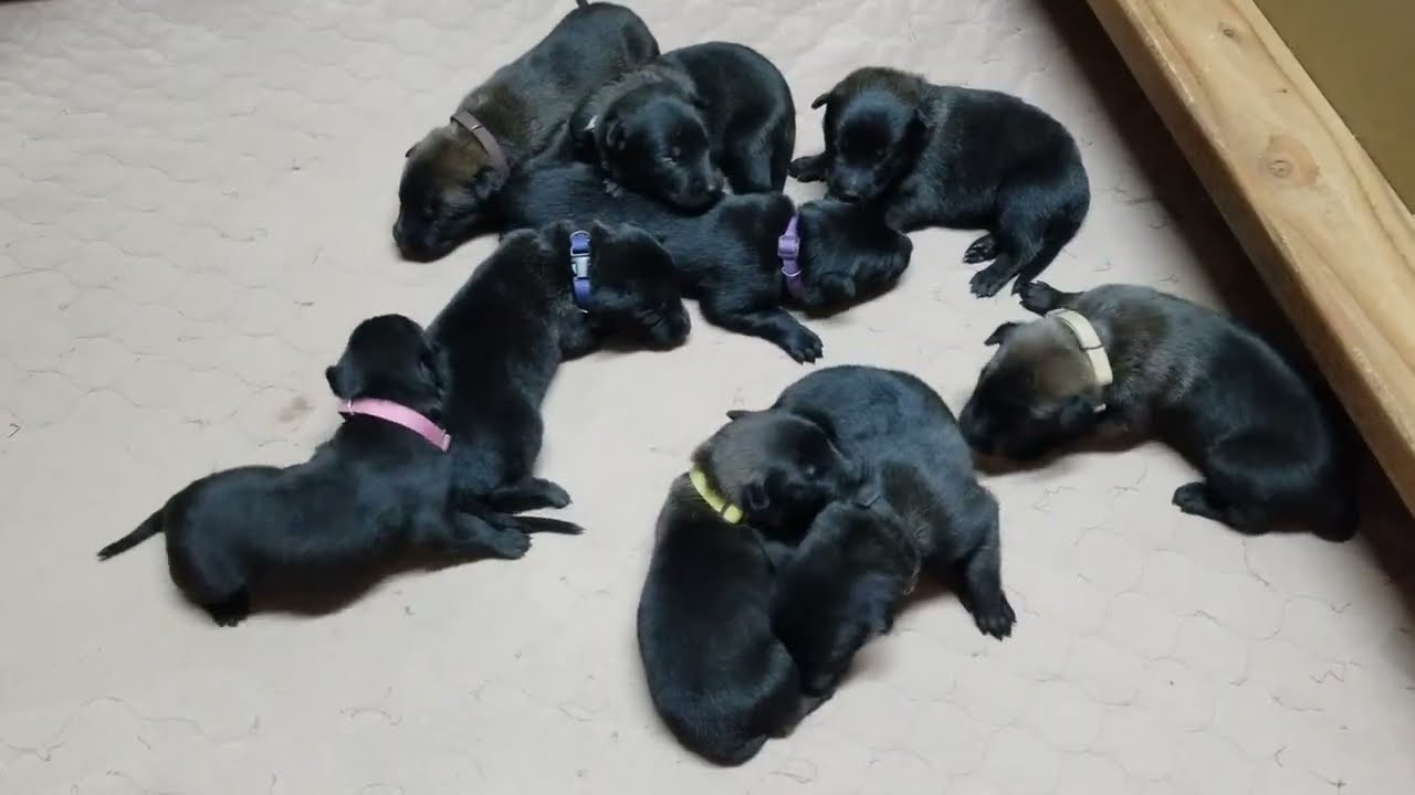 Belgian Malinois Puppies 1 Week 5 Days Old from Ada/Barend , Born 9/18/2025