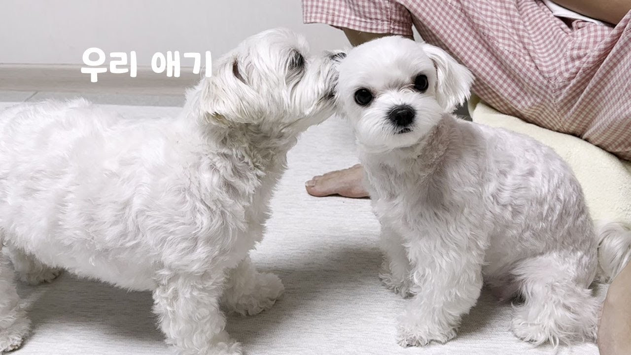 엄마가 아기 취급하는 게 싫은 딸 강아지 ㅋㅋ