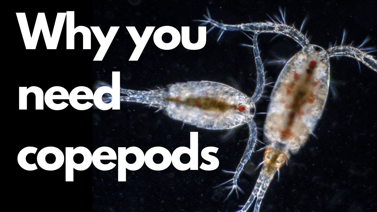Why you need to add copepods to your reef tank!