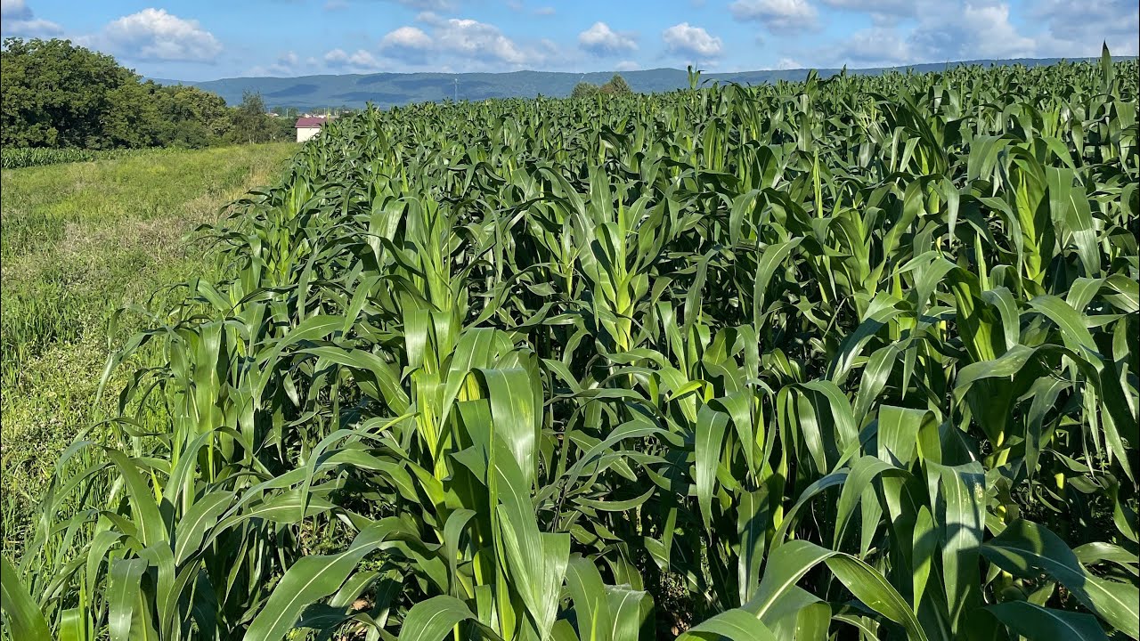 Growing Open Pollinated Corn Organically