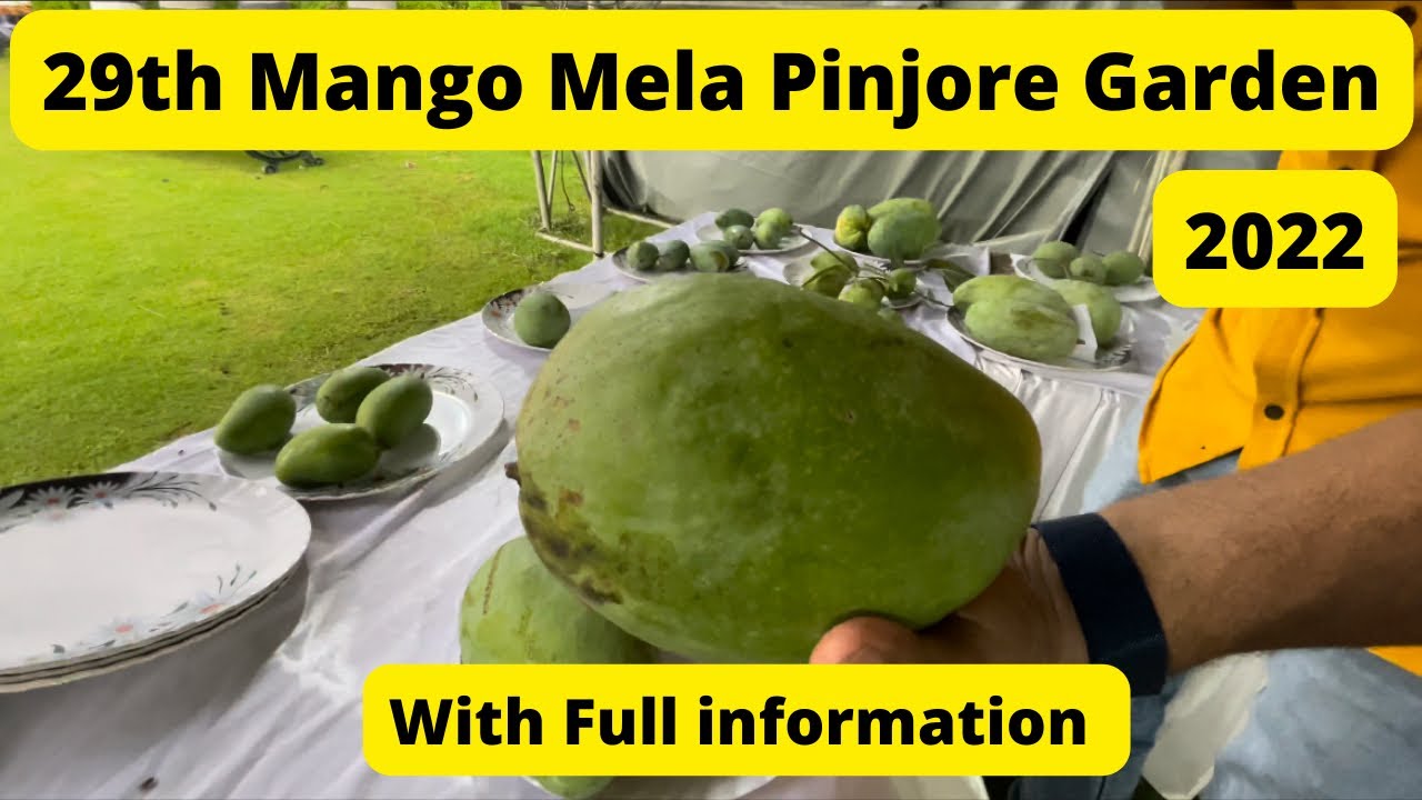 30th Mango Mela Pinjore Garden 2023 || पपीते Ke Size K Aam || Mango varieties || Chandigarh Festival